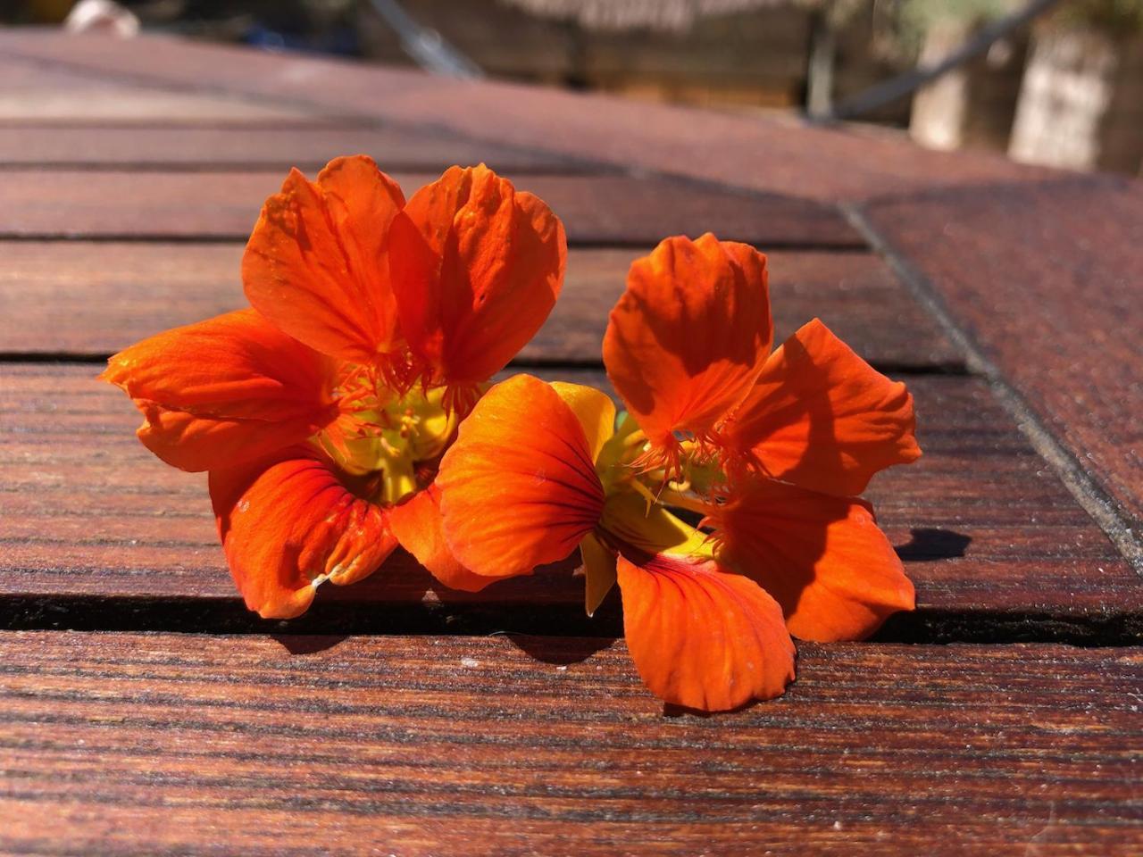 Apartmán La Terrasse Des Capucines Sète Exteriér fotografie